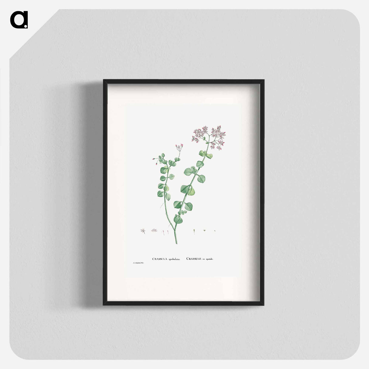 Crassula Spathulata (Uguwe) - Pierre Joseph Redouté Poster.