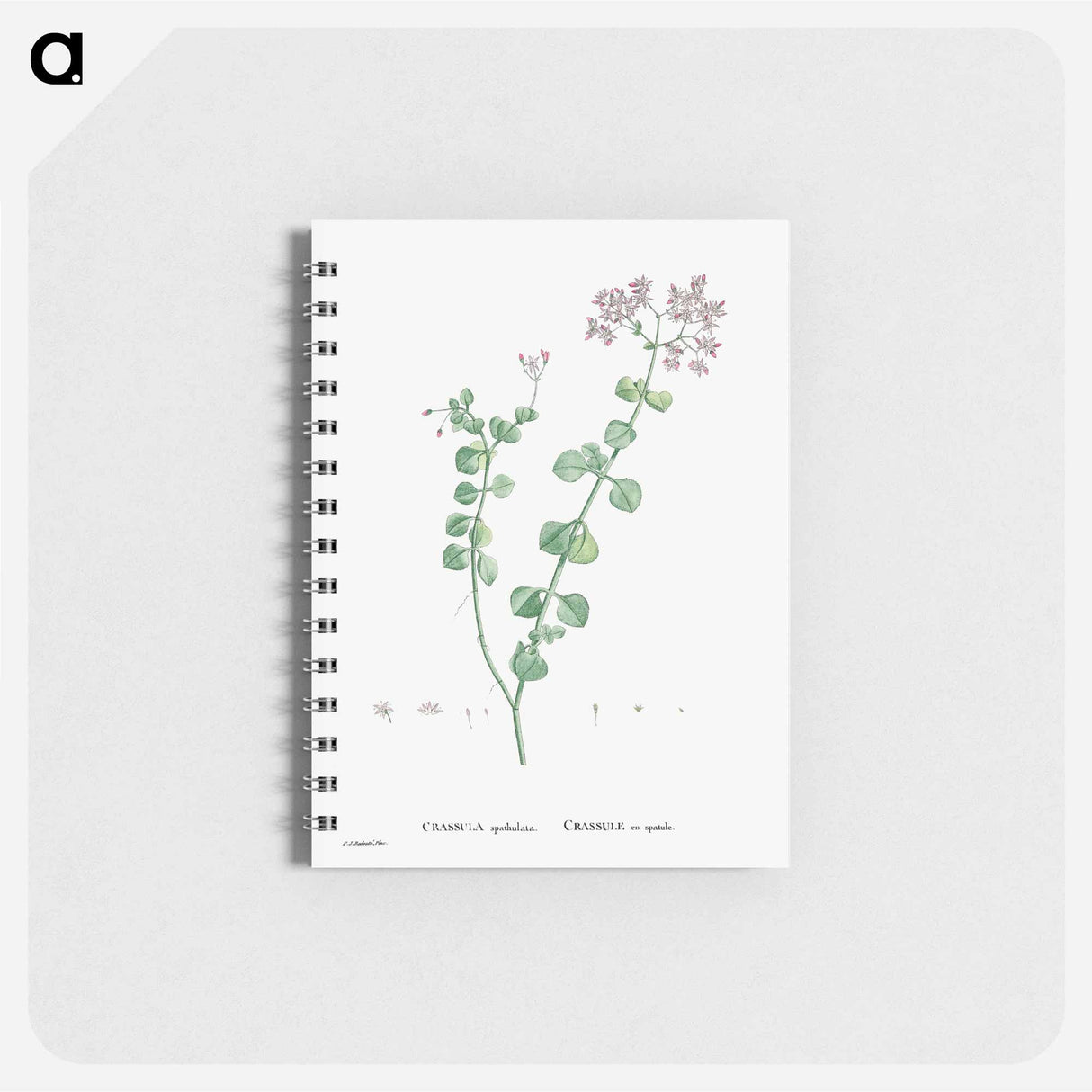 アートメモ帳-Crassula Spathulata (Uguwe) - ピエール ジョゼフ ルドゥーテ Memo.
