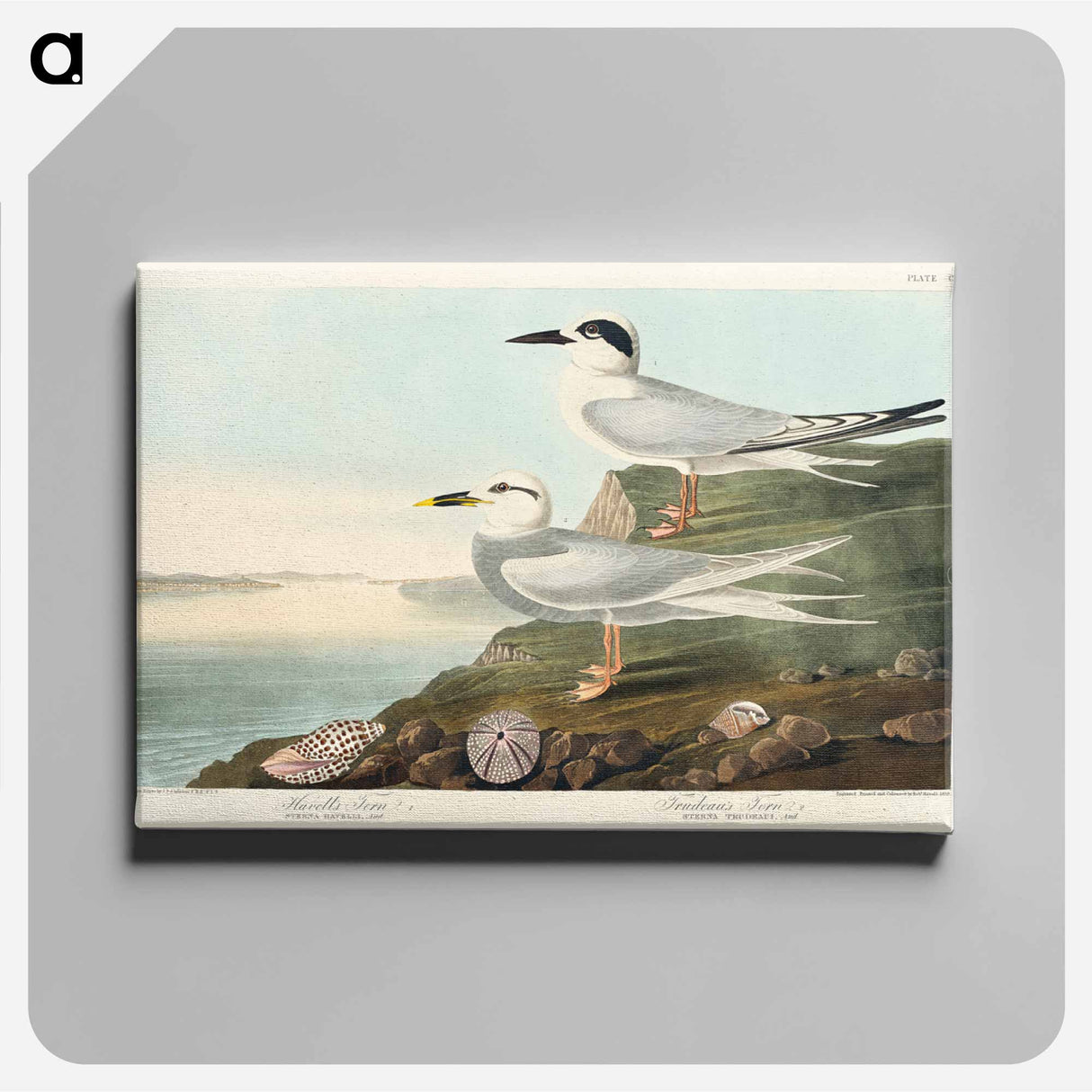 アートパネル-Havell's Tern and Trudeau's Tern from Birds of America
- アメリカの鳥たち Canvas.
