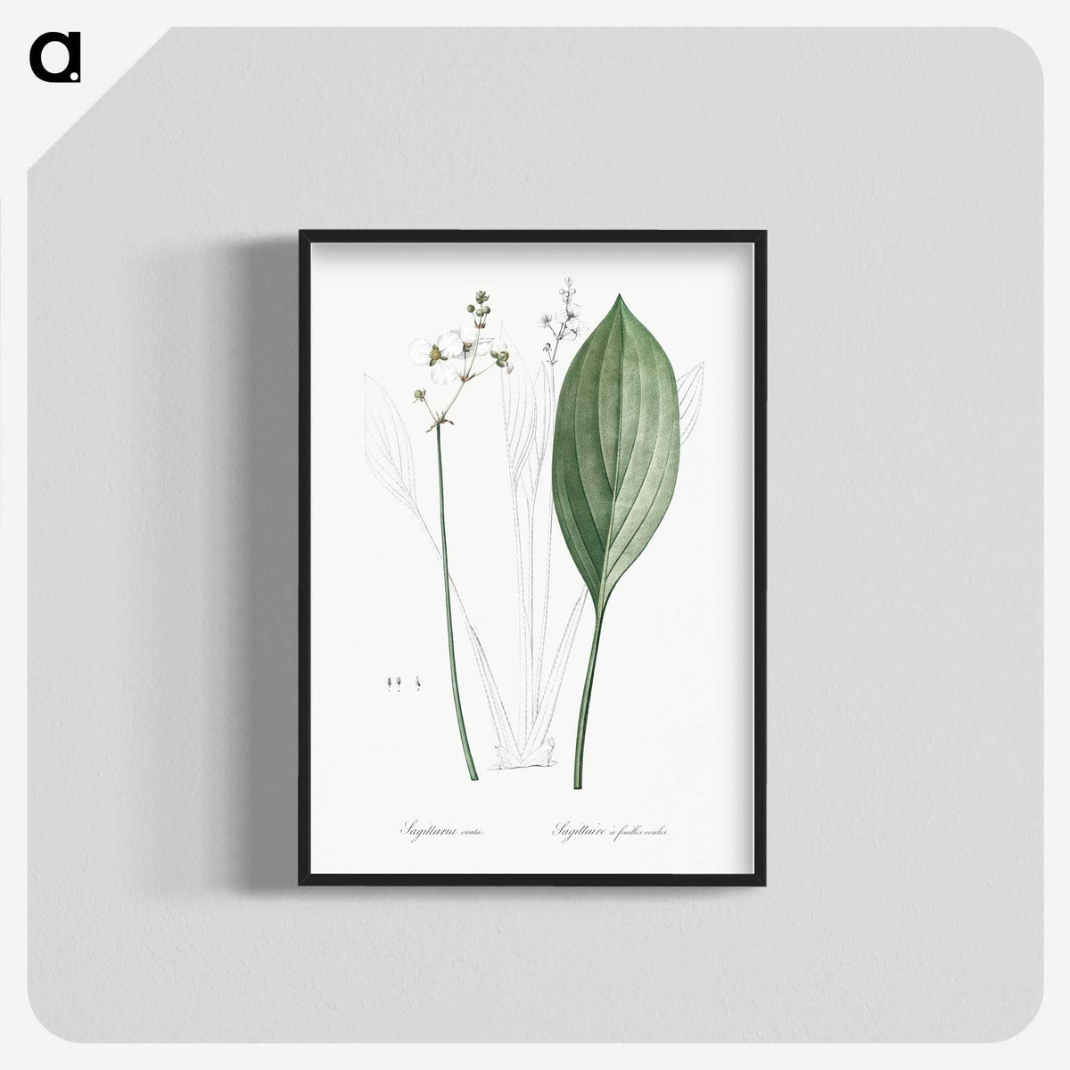 3-11_The-Lilies_blk-crop