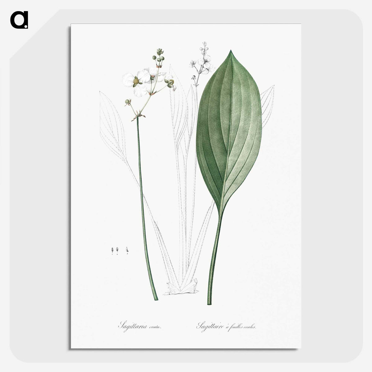 3-11_The-Lilies_picture-crop