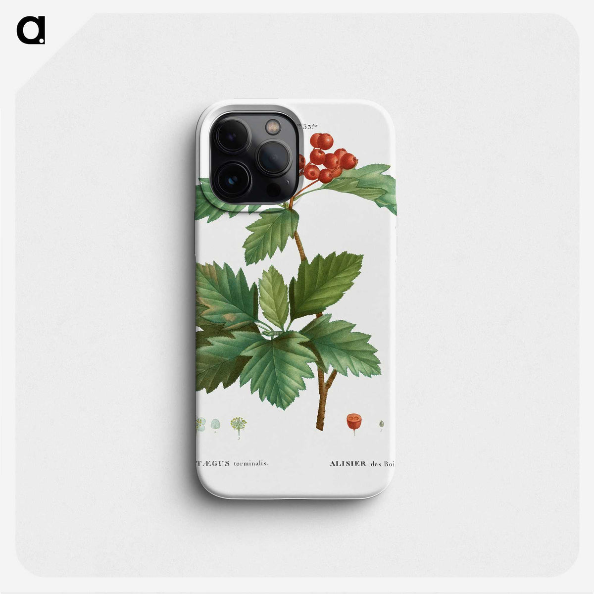 3-11_Treatise-on-Trees-and-Shrubs_phone