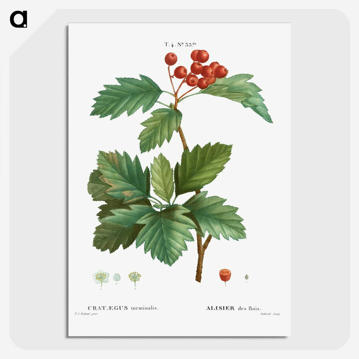 3-11_Treatise-on-Trees-and-Shrubs_picture-crop