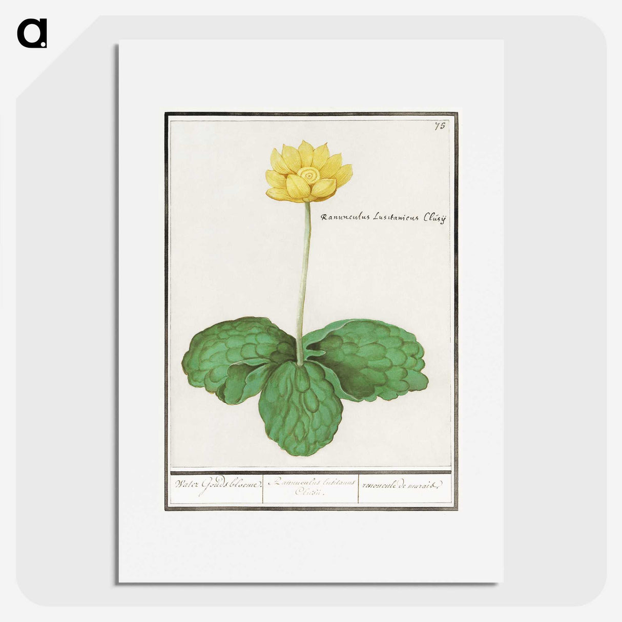 3-12_Anselmus-Boetius-de-Boodt_picture
