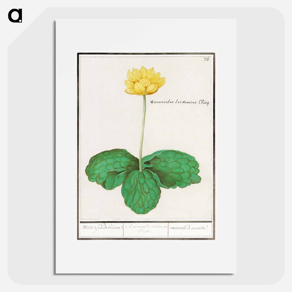 Yellow floppy - アンセルムス ボエティウス デ ブート Poster.