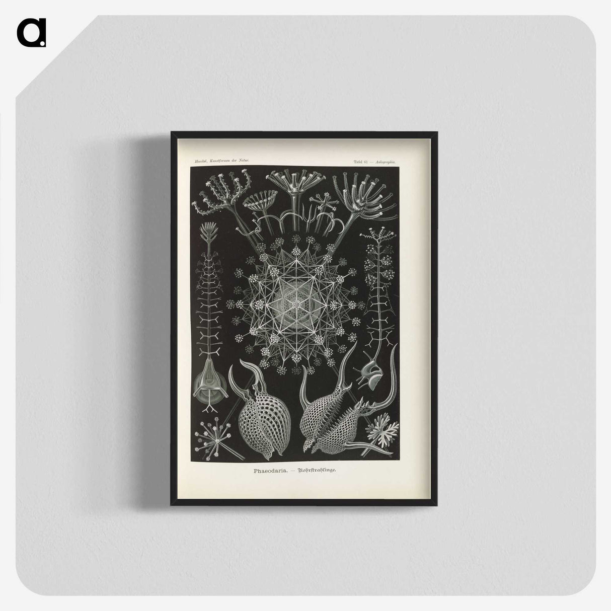 3-12_Ernst-Haeckel_blk-crop