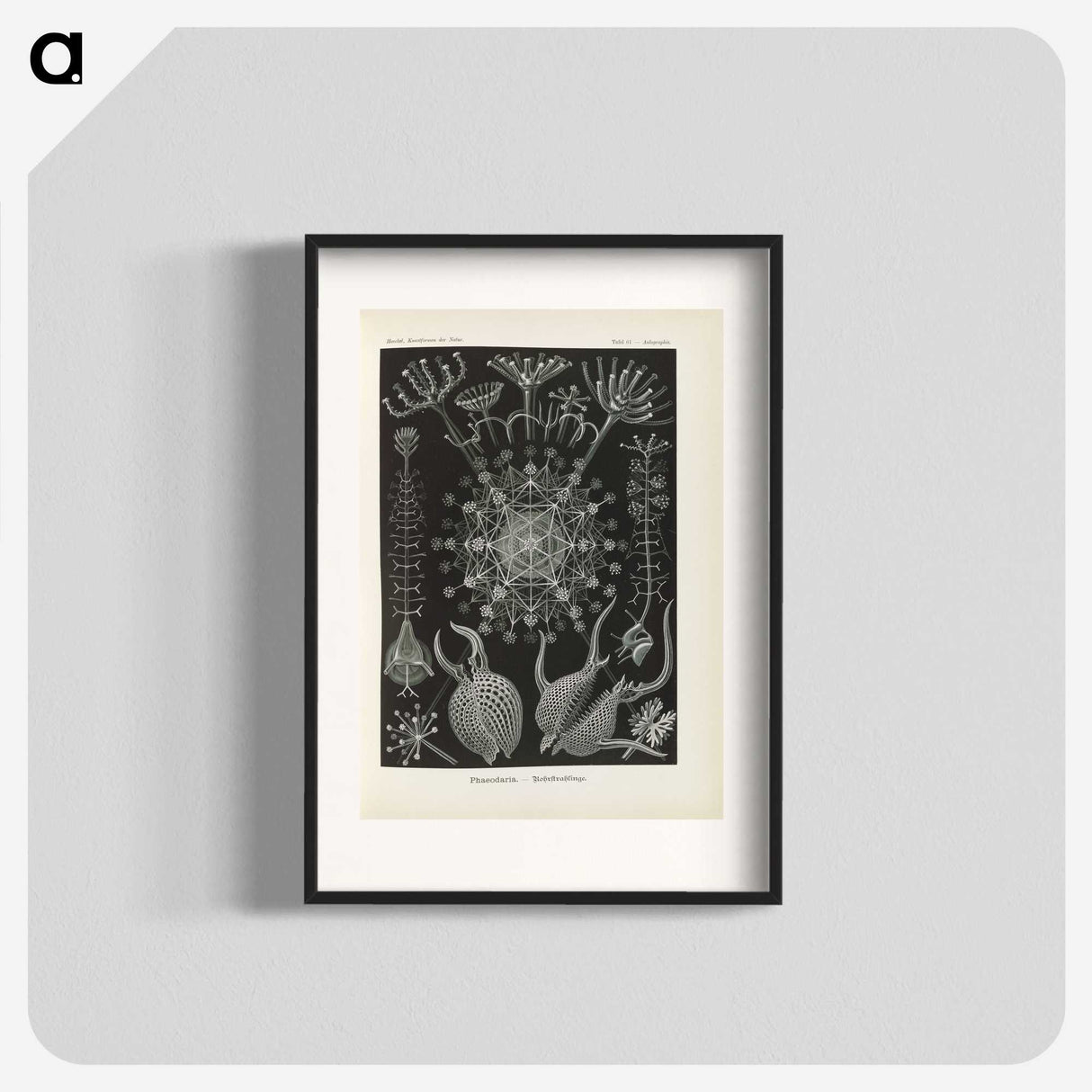3-12_Ernst-Haeckel_blk