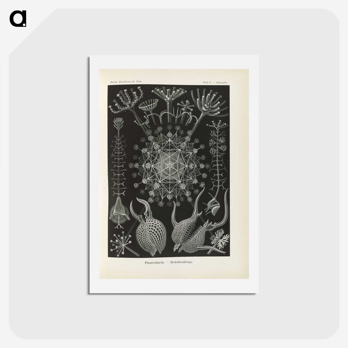 3-12_Ernst-Haeckel_hagaki