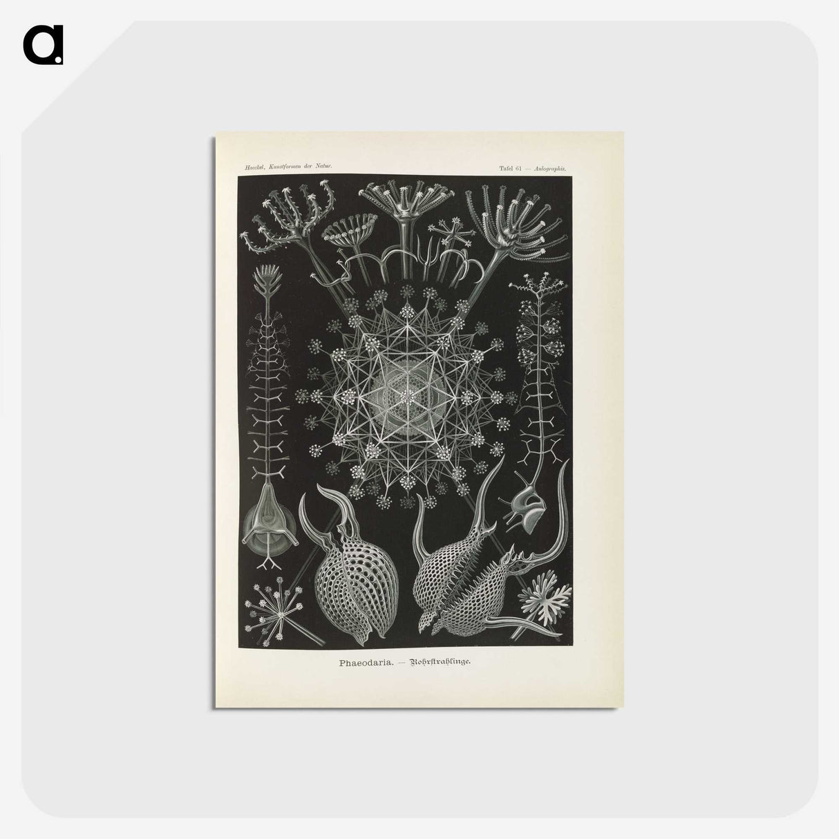3-12_Ernst-Haeckel_postcard