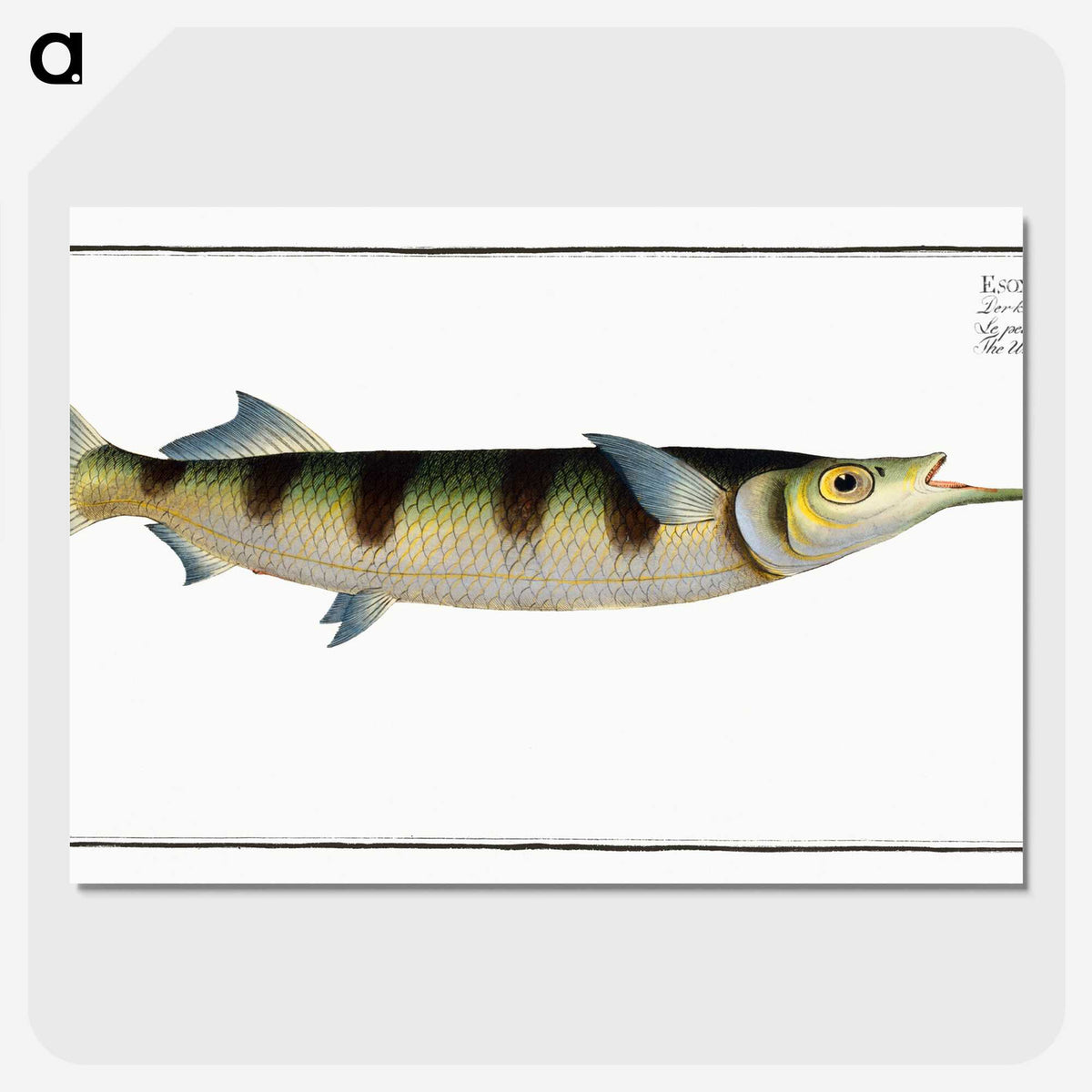 3-12_Ichtyologie-ou-Histoire-naturelle_picture-crop