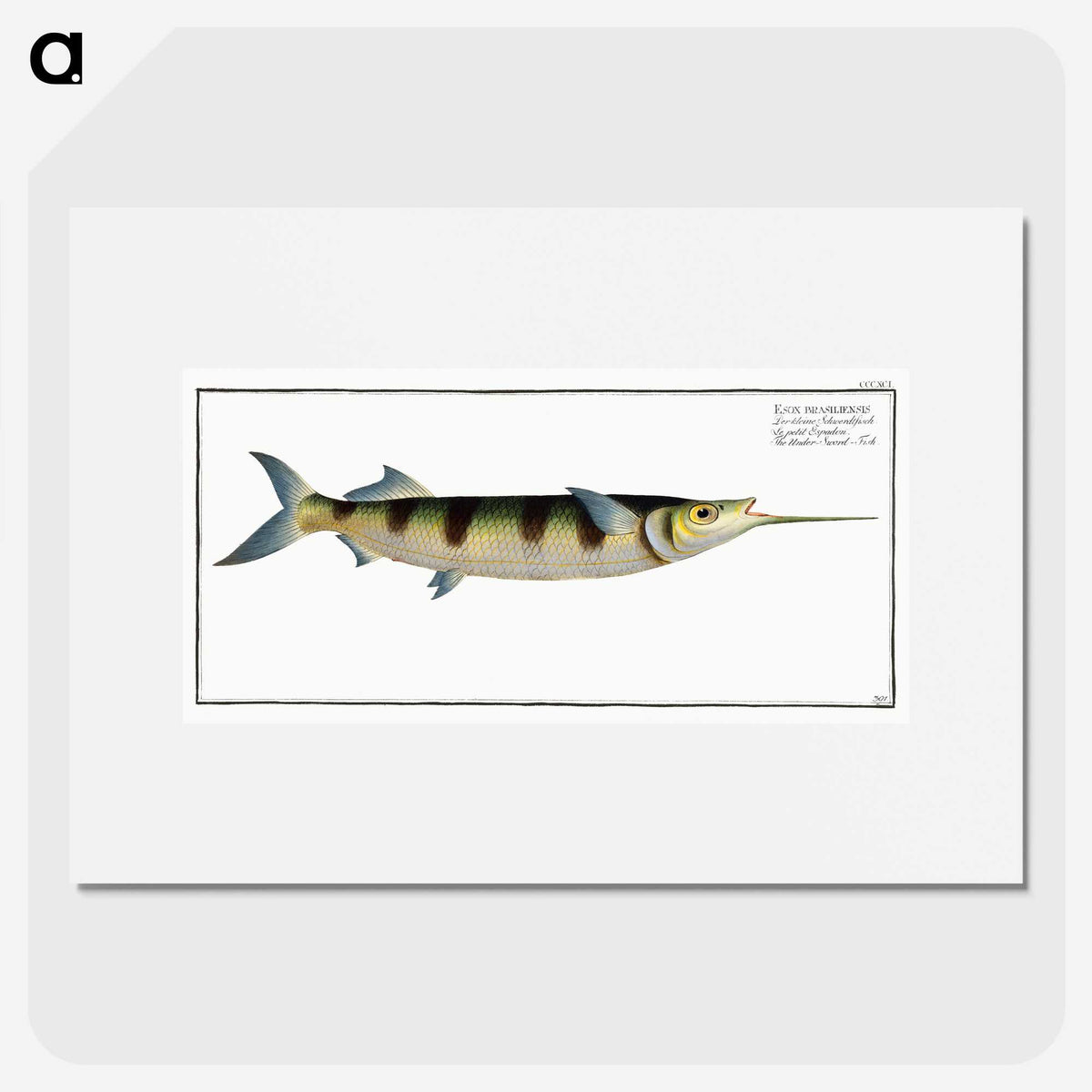 3-12_Ichtyologie-ou-Histoire-naturelle_picture