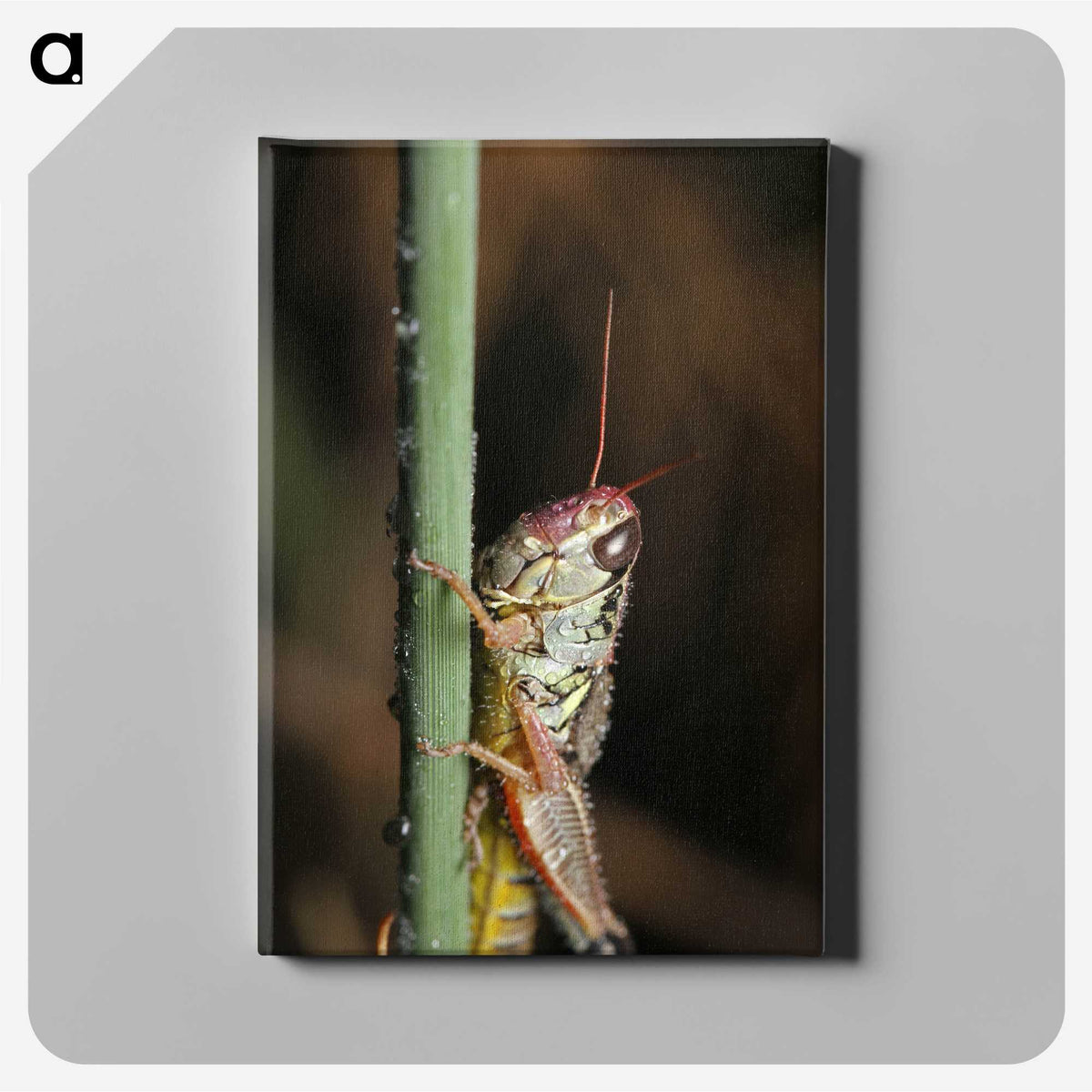 3-12_Insects-Unlocked-Project_canvas