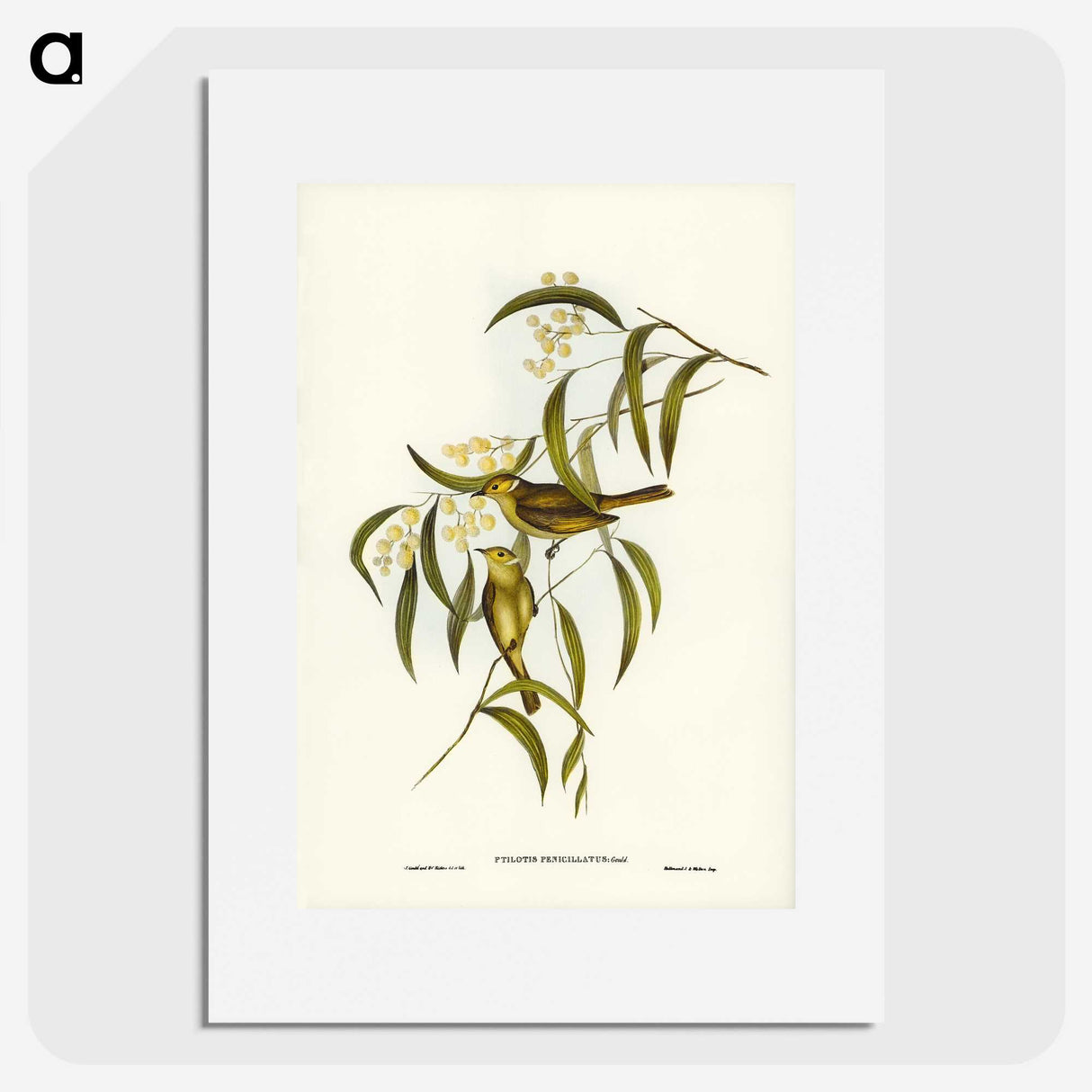 3-12_John-Gould_picture