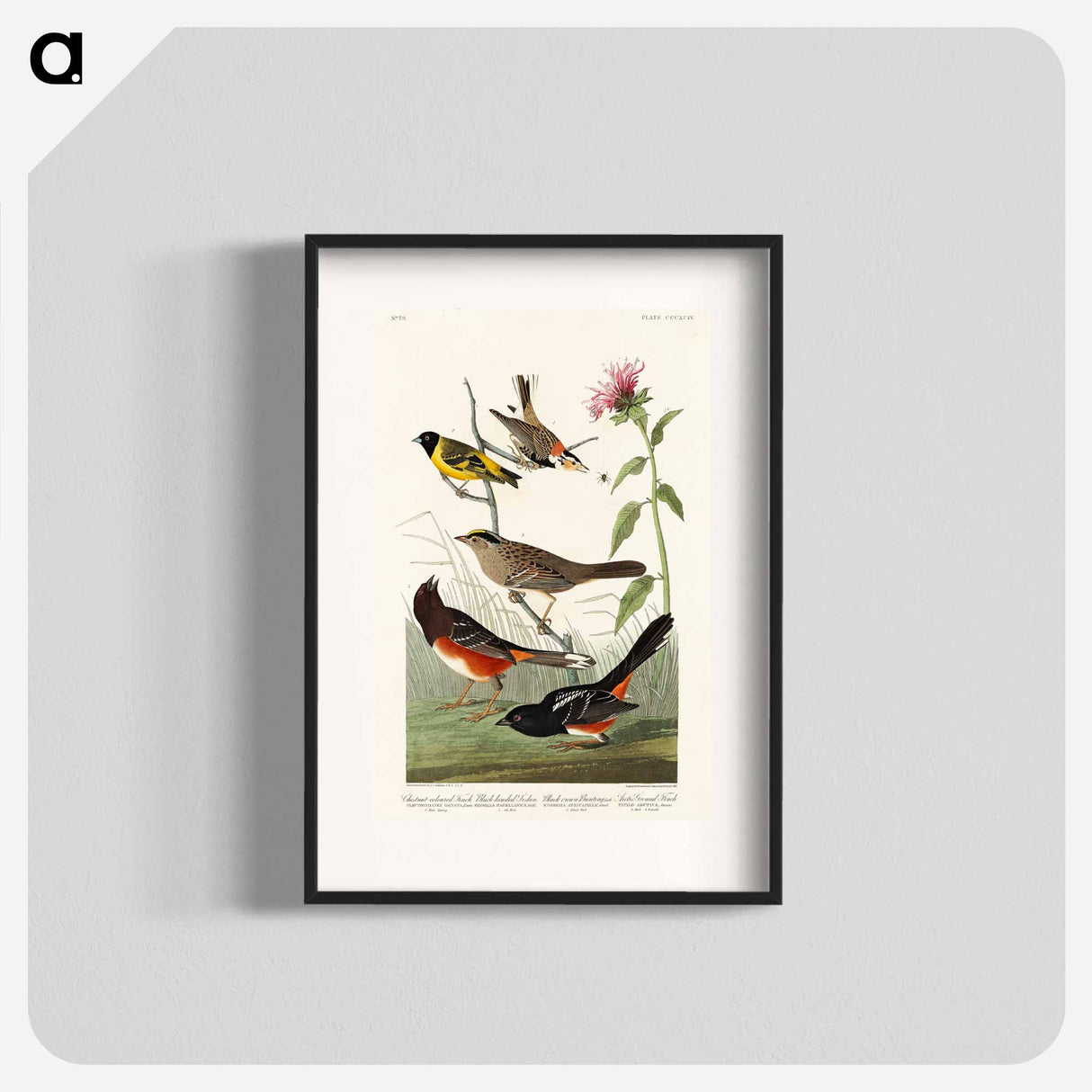 アートポスター-Birds of America
- ジョン ジェームス オーデュボン Poster.