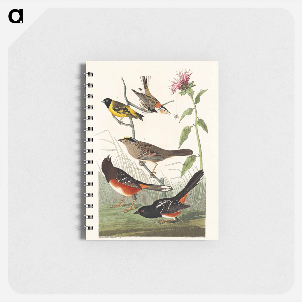 アートメモ帳-Birds of America
- ジョン ジェームス オーデュボン Memo.