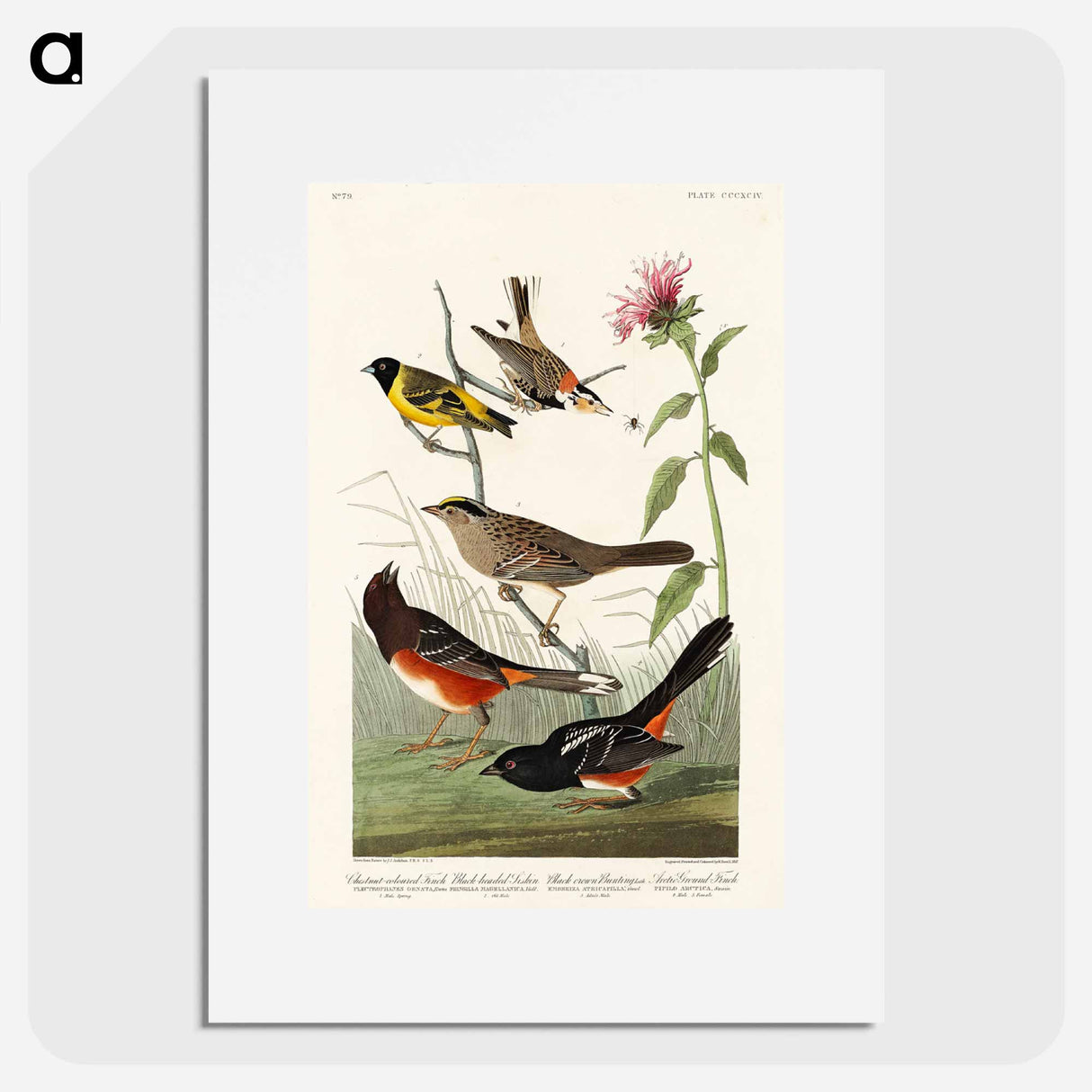 アートポスター-Birds of America
- ジョン ジェームス オーデュボン Poster.