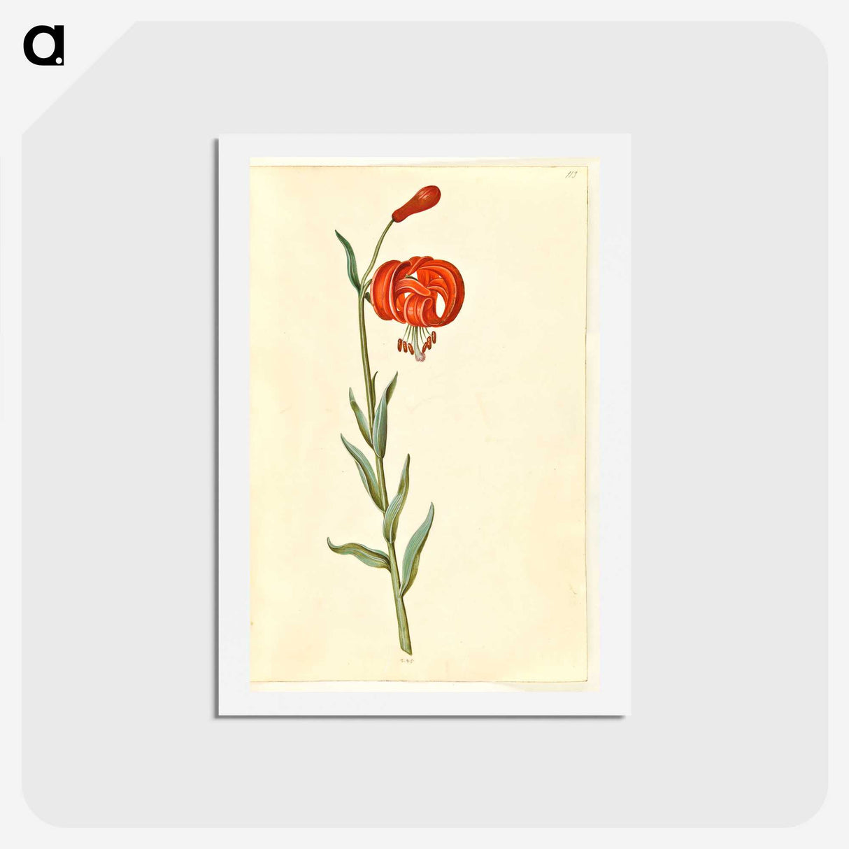 3-12_Maria-Sibylla-Merian_hagaki