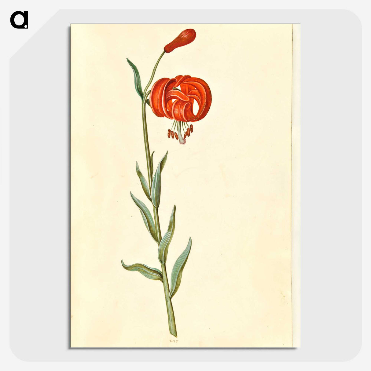 3-12_Maria-Sibylla-Merian_picture-crop