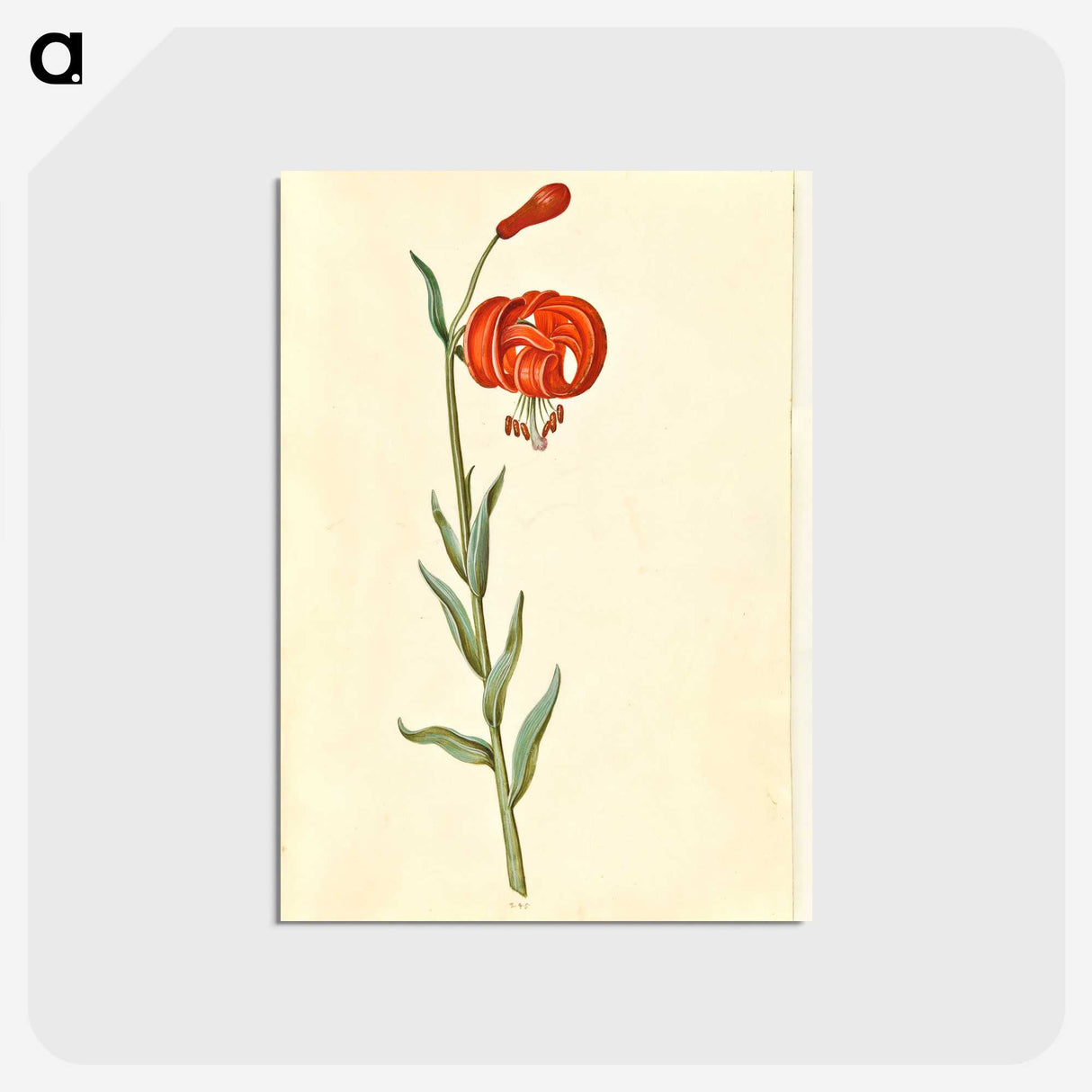3-12_Maria-Sibylla-Merian_postcard