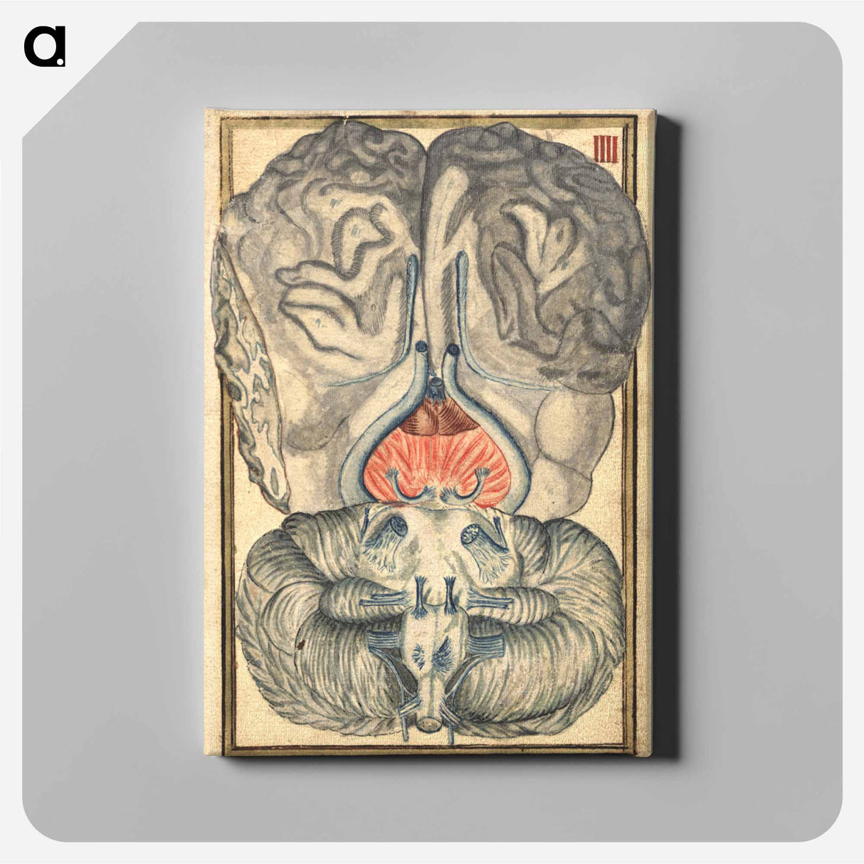 アートパネル-Cerebral Cross-Section
- 国立医学図書館 Canvas.