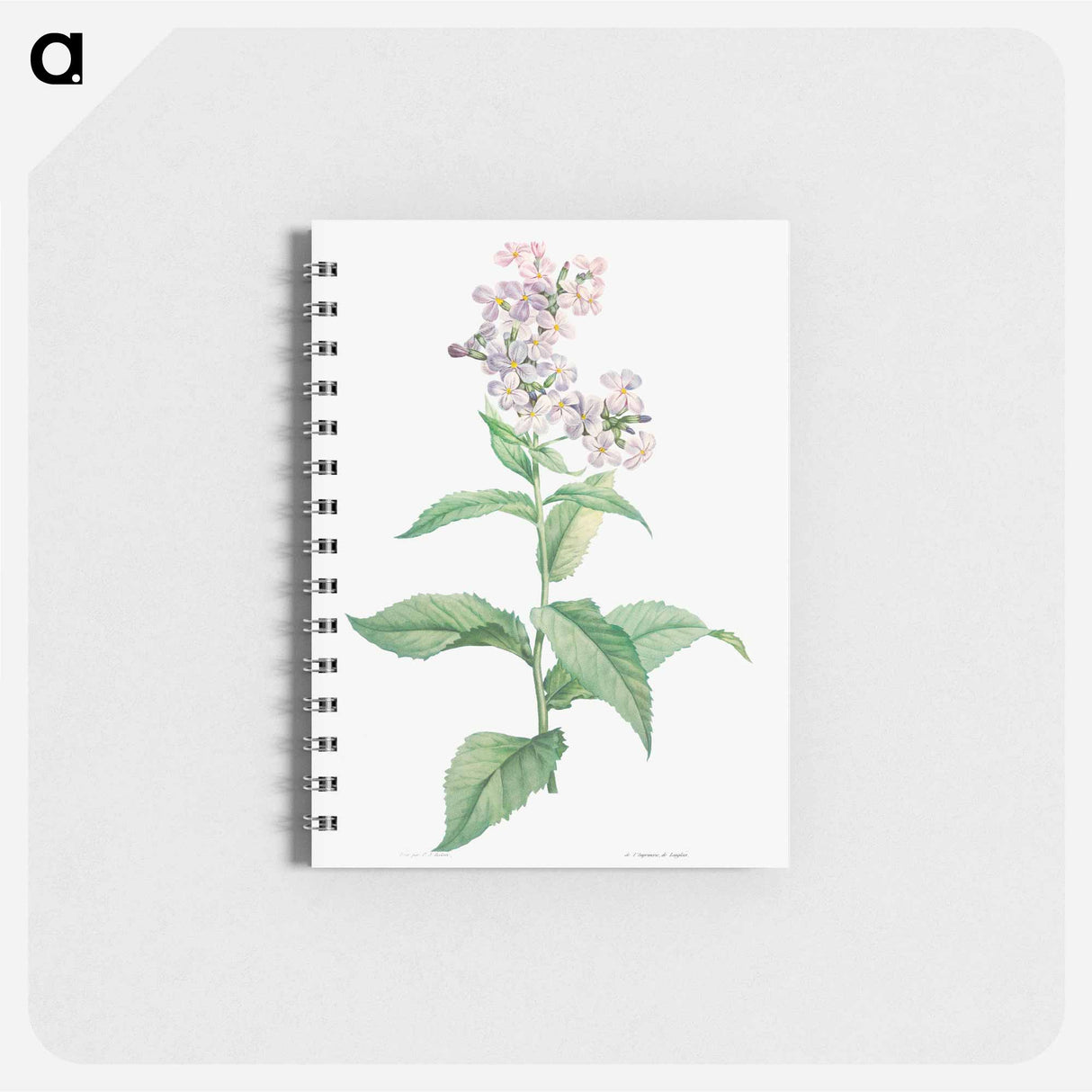 White gillyflower - ピエール ジョゼフ ルドゥーテ Memo.