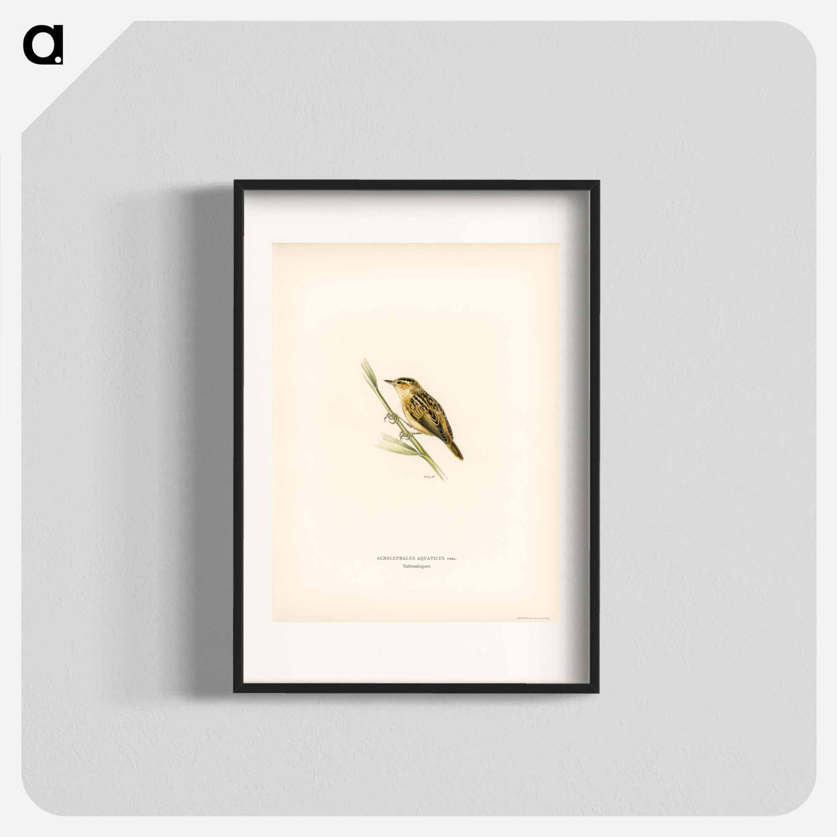 アートポスター-Aquatic Warbler
- スヴェンスカ フォグラル Poster.
