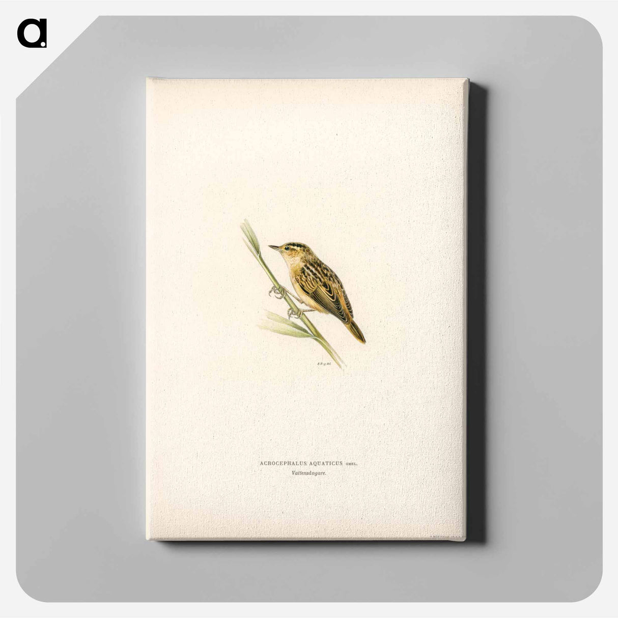 アートパネル-Aquatic Warbler
- スヴェンスカ フォグラル Canvas.
