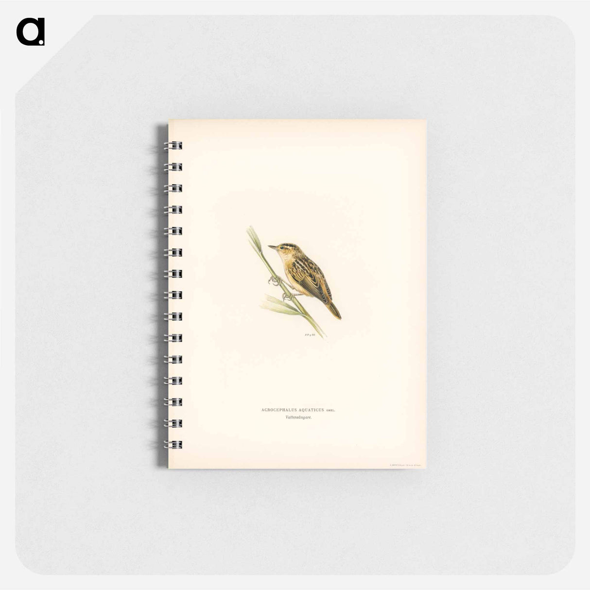 アートメモ帳-Aquatic Warbler
- スヴェンスカ フォグラル Memo.
