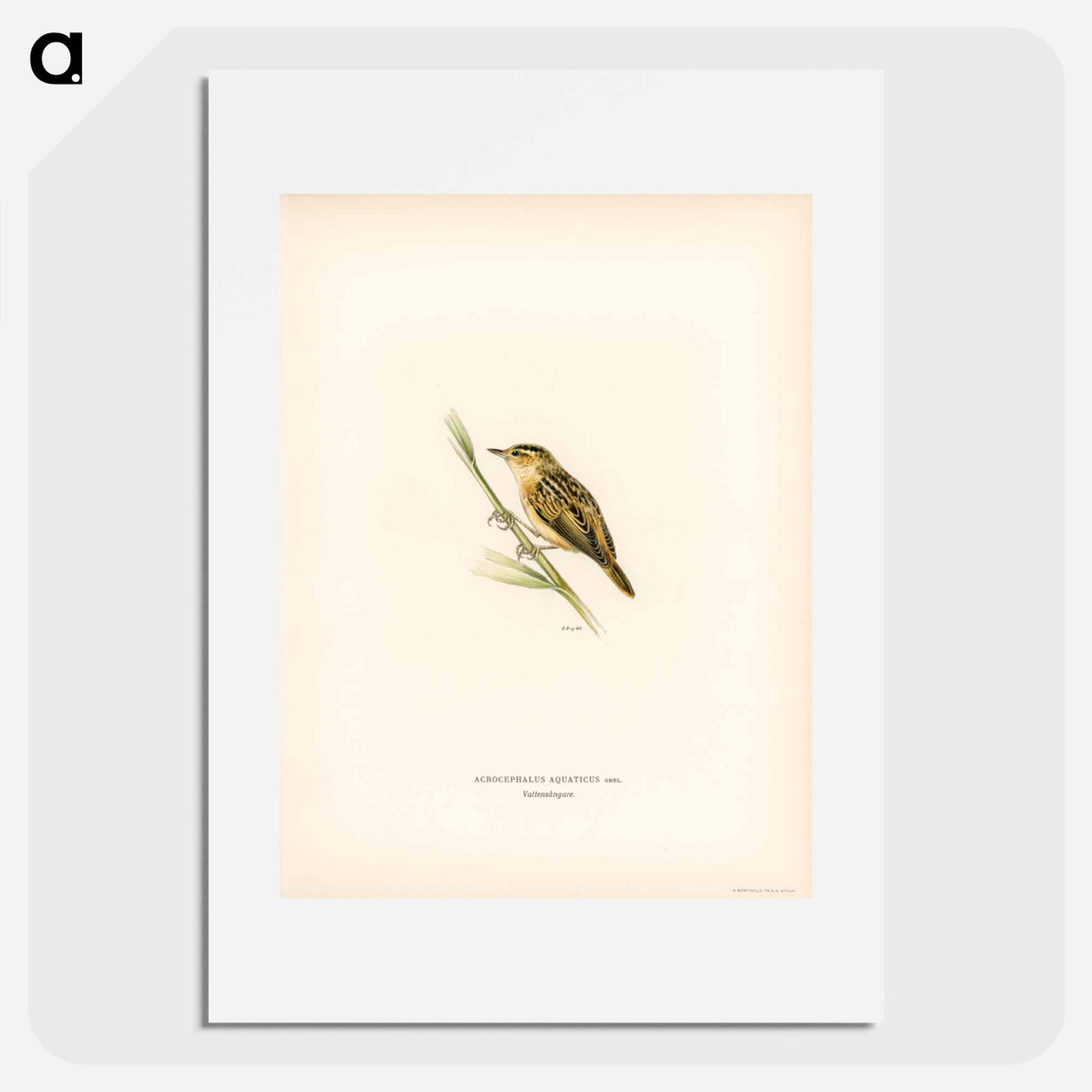 アートポスター-Aquatic Warbler
- スヴェンスカ フォグラル Poster.
