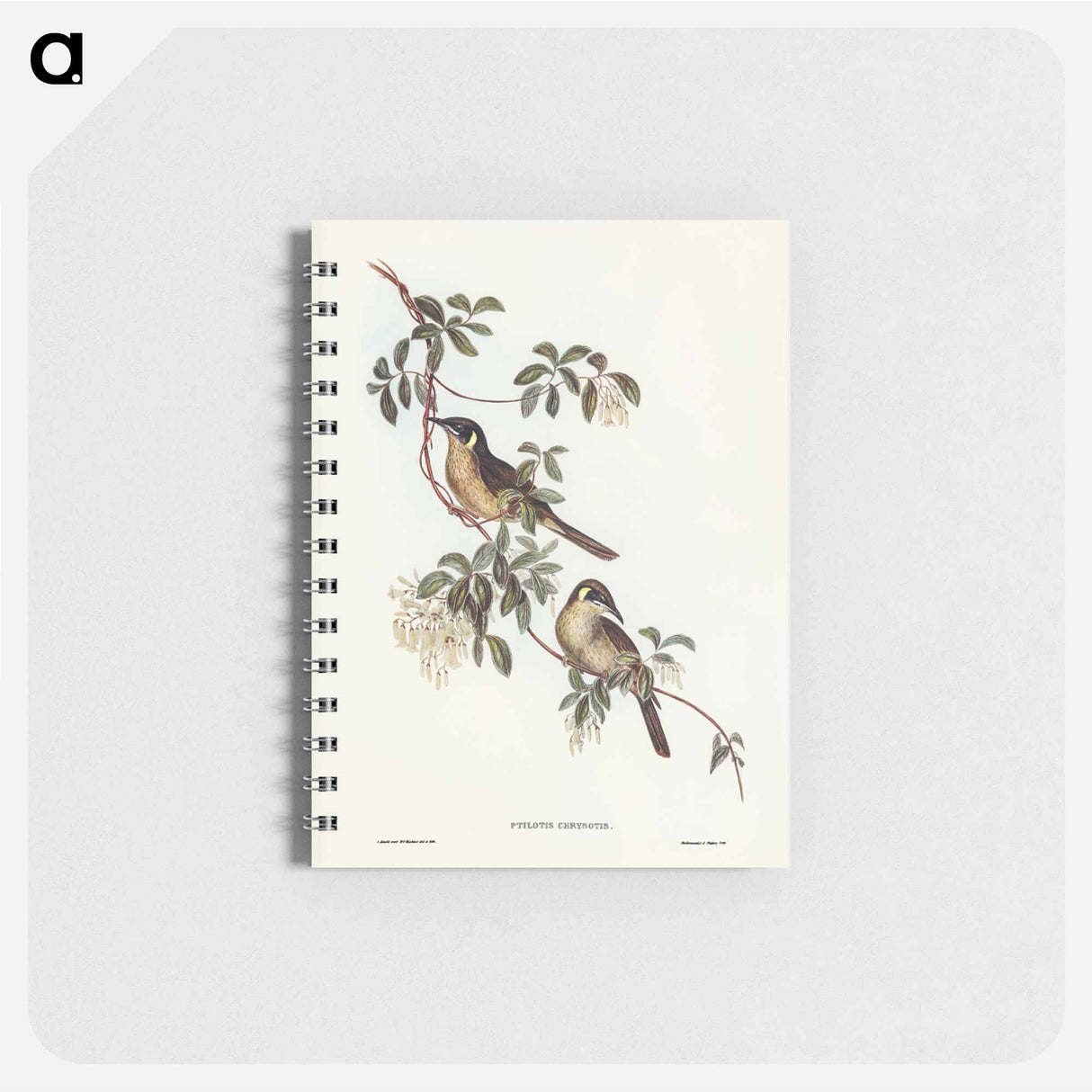 アートメモ帳-Singing Honey-eater
- オーストラリアの鳥 Memo.