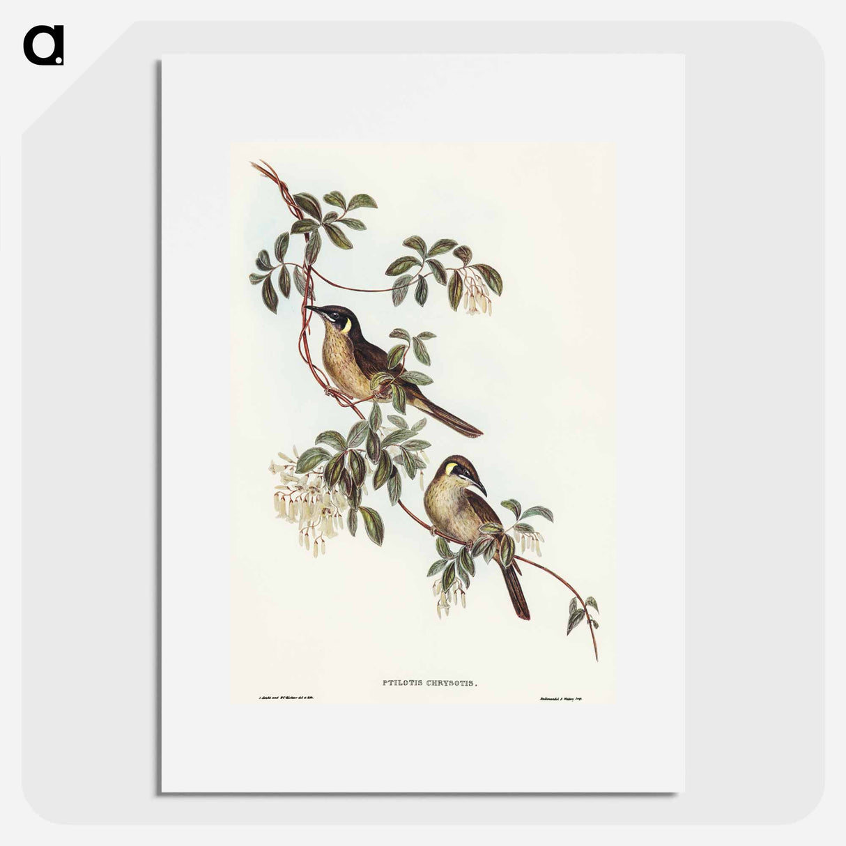 アートポスター-Singing Honey-eater
- オーストラリアの鳥 Poster.