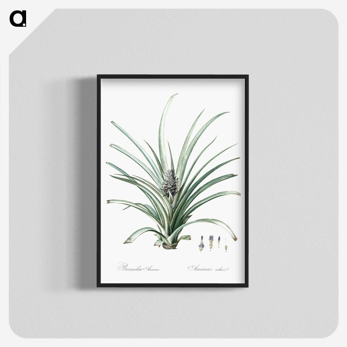 3-12_The-Lilies_blk-crop