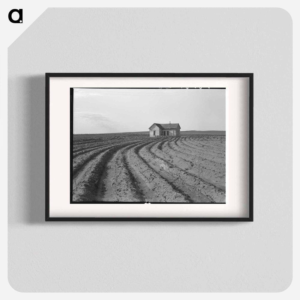 Power farming displaces tenants from the land in the western dry cotton area. Childress County, Texas Panhandle - Dorothea Lange Poster.