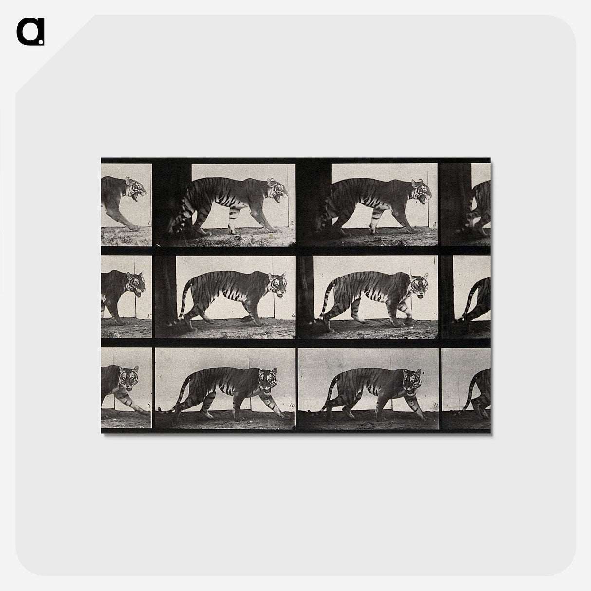 3-13_Eadweard-Muybridge_postcard