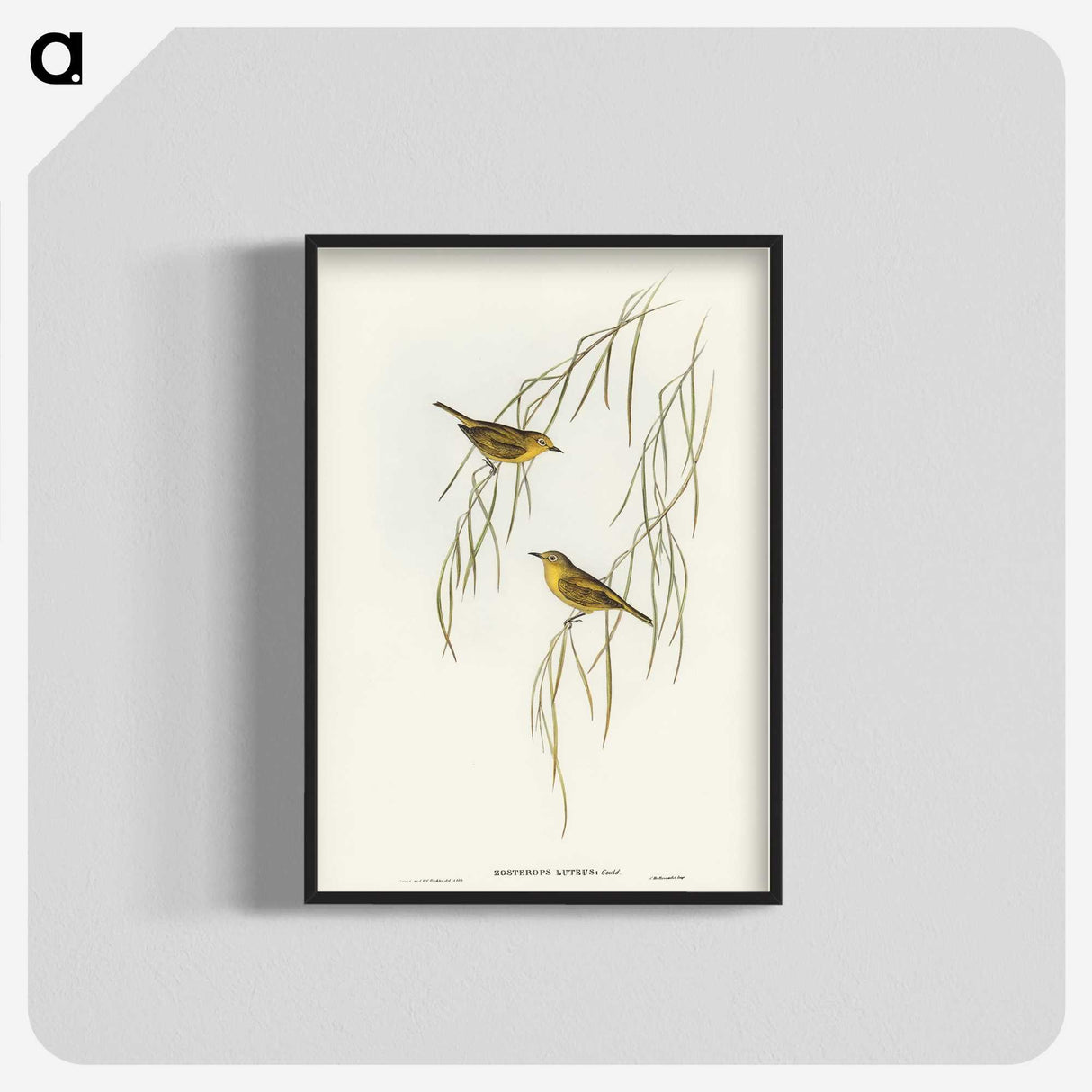 3-13_John-Gould_blk-crop