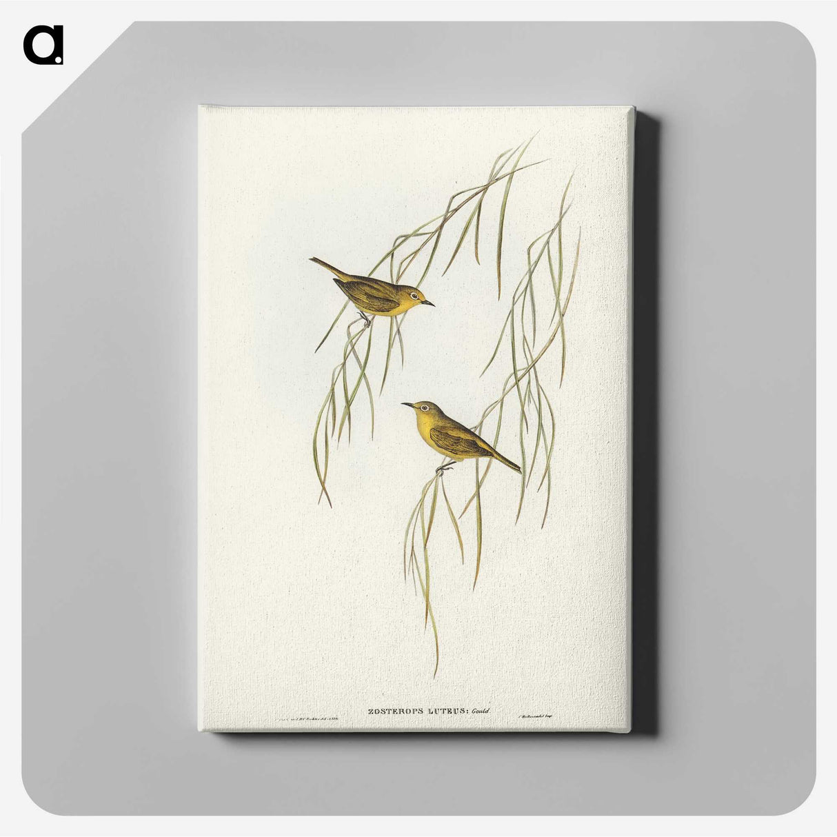 3-13_John-Gould_canvas