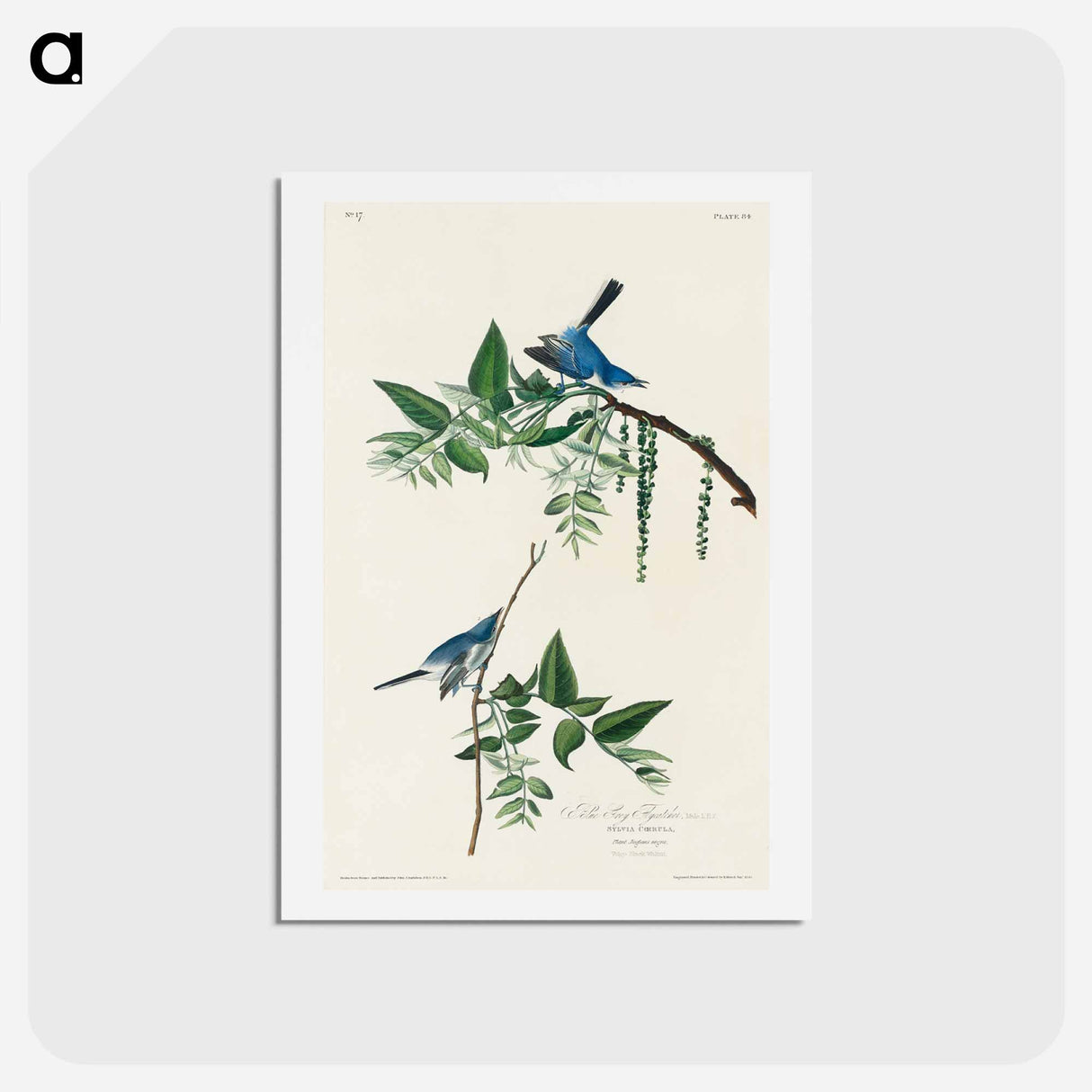 アートポストカード-Blue-Grey Fly-catcher
- ジョン ジェームス オーデュボン Postcard.