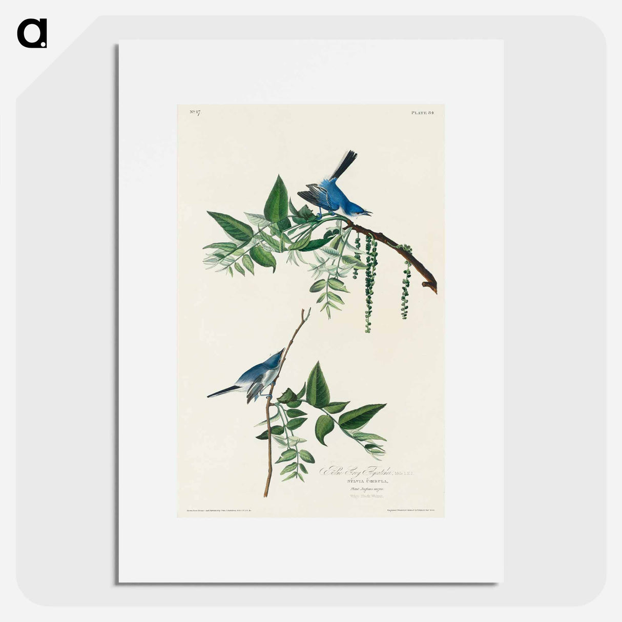 アートポスター-Blue-Grey Fly-catcher
- ジョン ジェームス オーデュボン Poster.