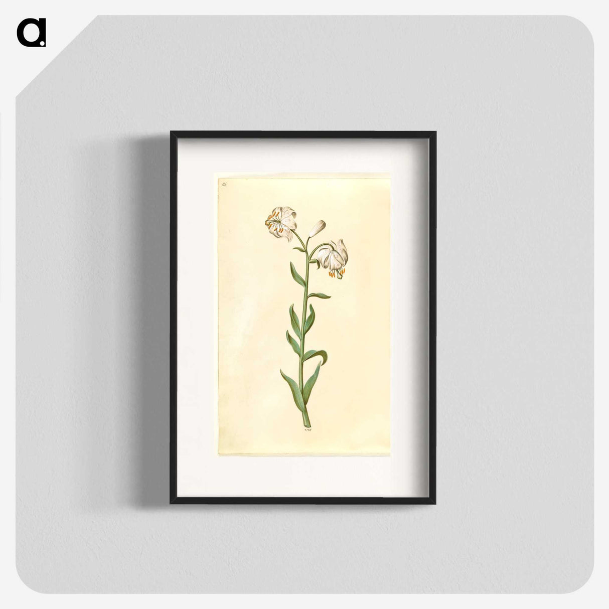 3-13_Maria-Sibylla-Merian_blk