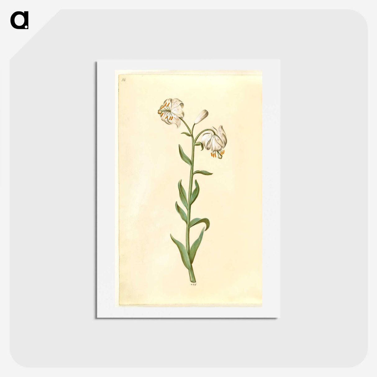 3-13_Maria-Sibylla-Merian_hagaki