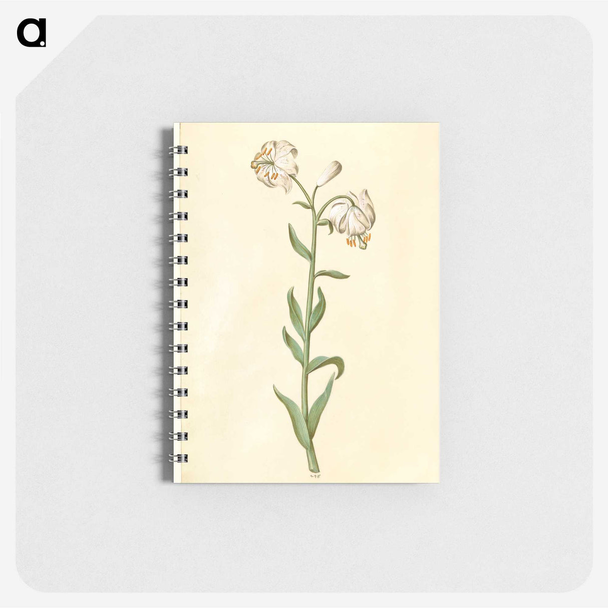 3-13_Maria-Sibylla-Merian_memo