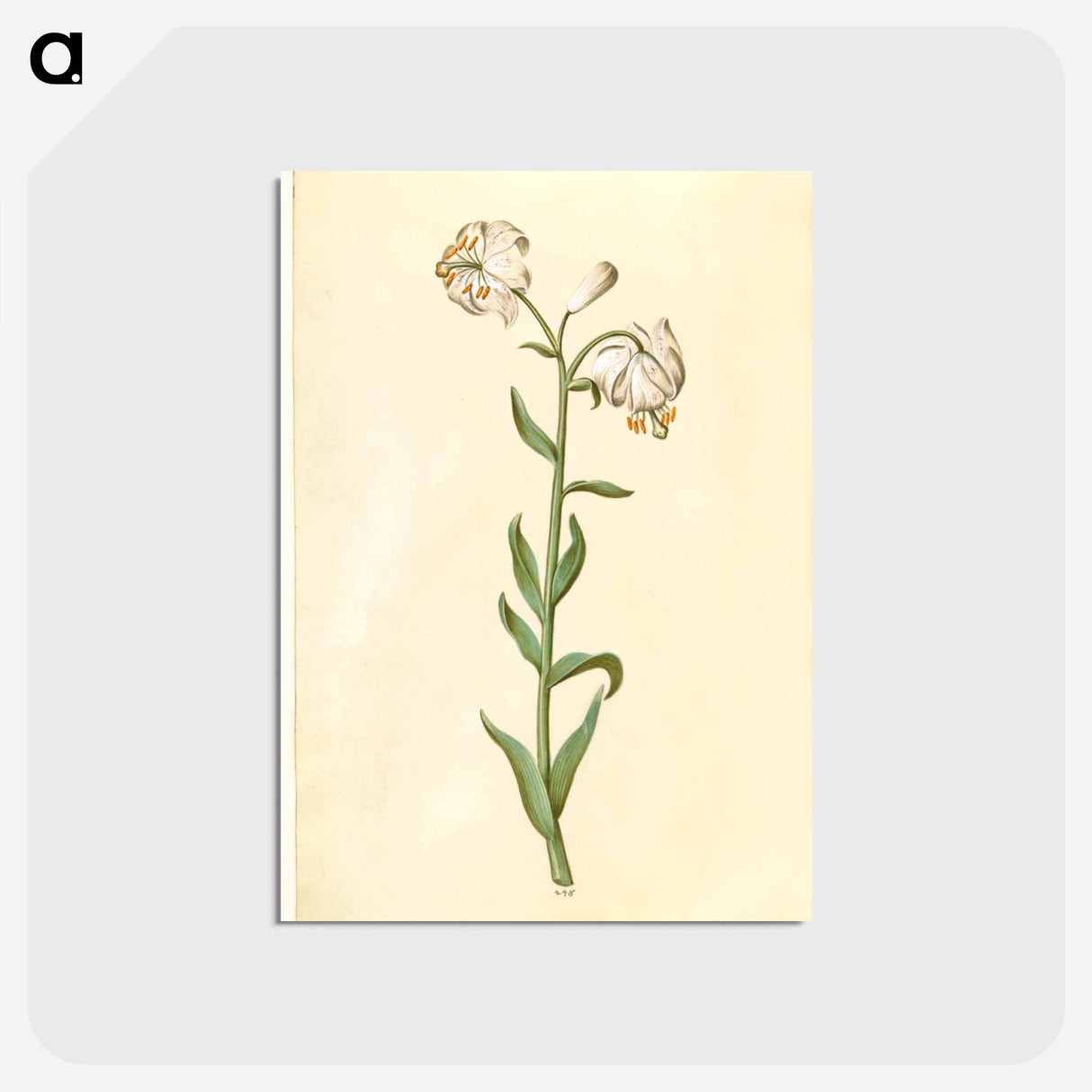 アートポストカード-Lilium Martagon
- マリア ジビーラ メーリアン Postcard.