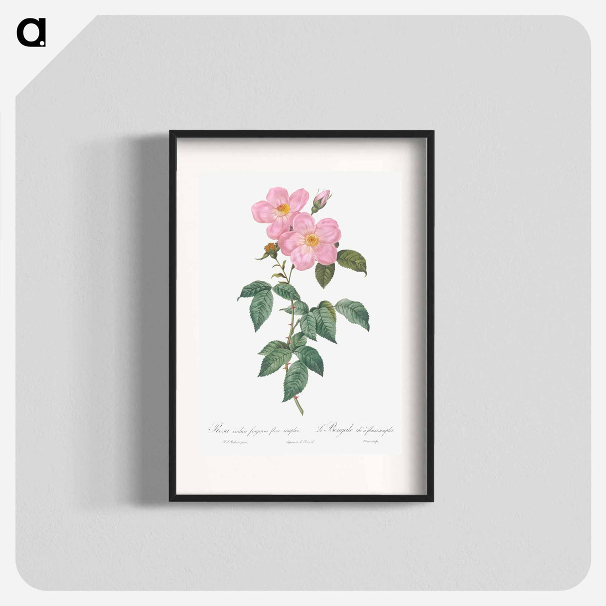 Single Tea-Scented Rose - Pierre Joseph Redouté Poster.