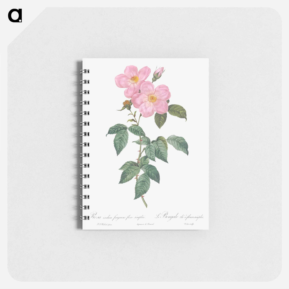 アートメモ帳-Single Tea-Scented Rose - ピエール ジョゼフ ルドゥーテ Memo.