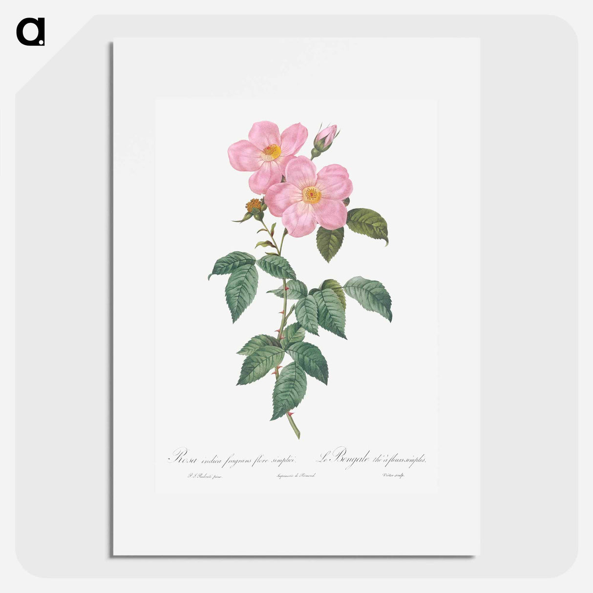 Single Tea-Scented Rose - Pierre Joseph Redouté Poster.