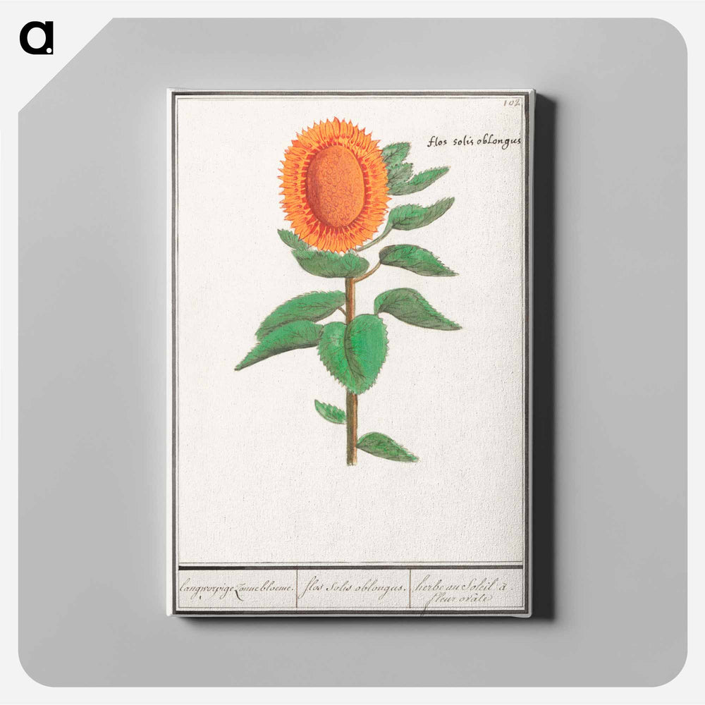 Sunflower - アンセルムス ボエティウス デ ブート Canvas.