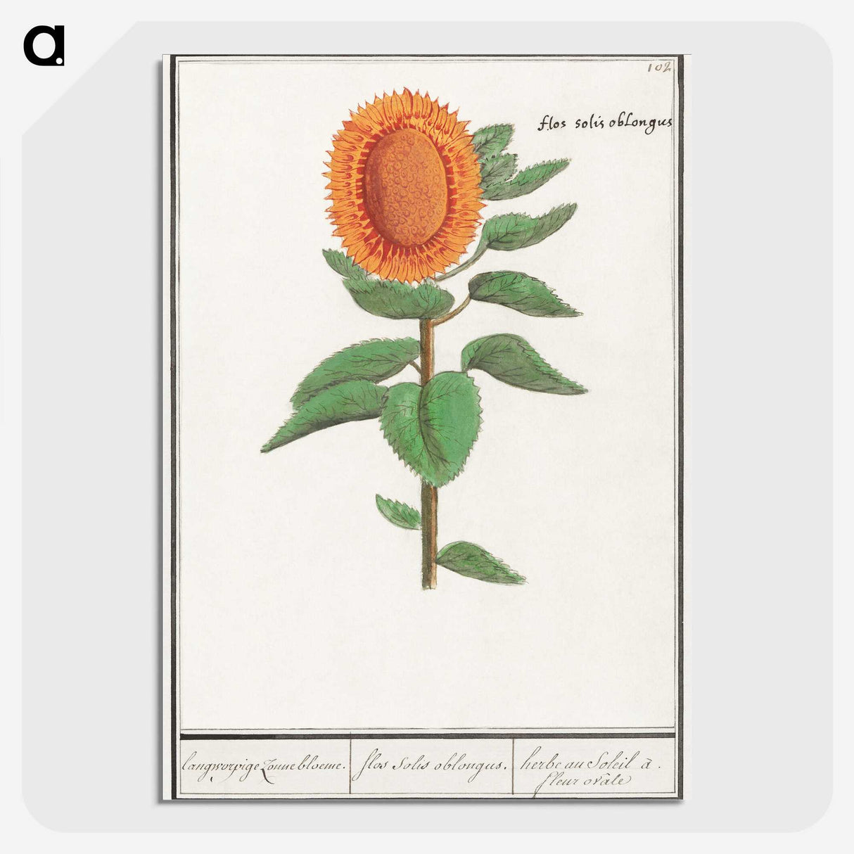 3-14_Anselmus-Boetius-de-Boodt_picture-crop
