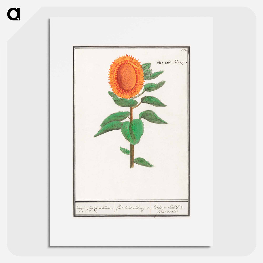Sunflower - アンセルムス ボエティウス デ ブート Poster.