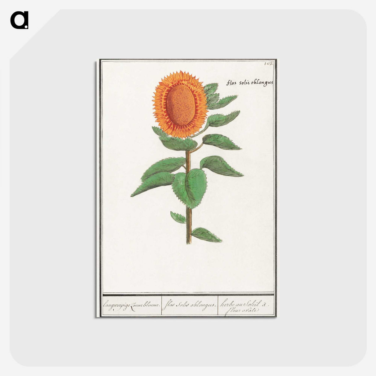 3-14_Anselmus-Boetius-de-Boodt_postcard