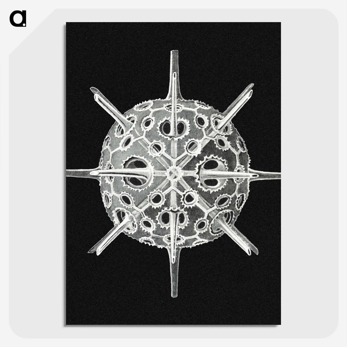 3-14_Ernst-Haeckel_picture-crop
